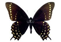 PAPILIO DIAZI HIBRID 